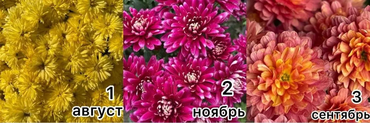 Август