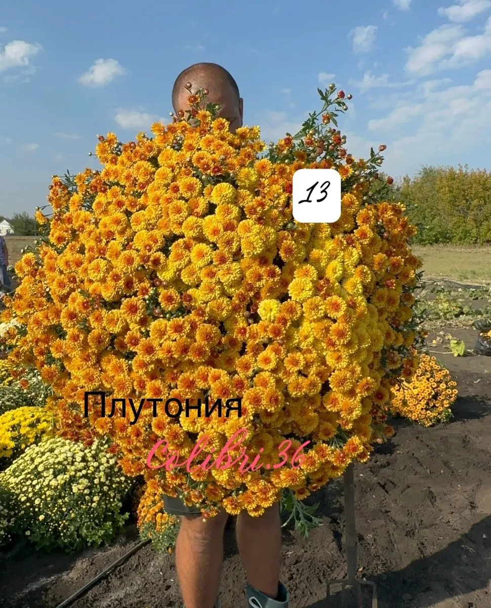 Плутония