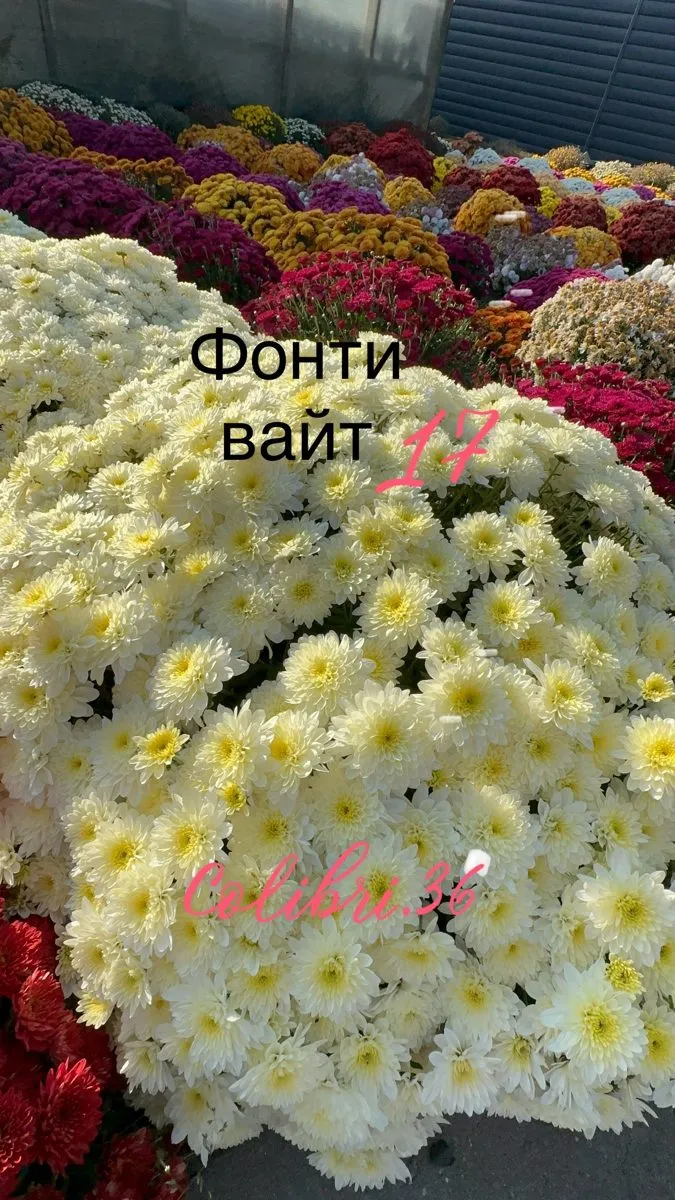 Фонти вайт