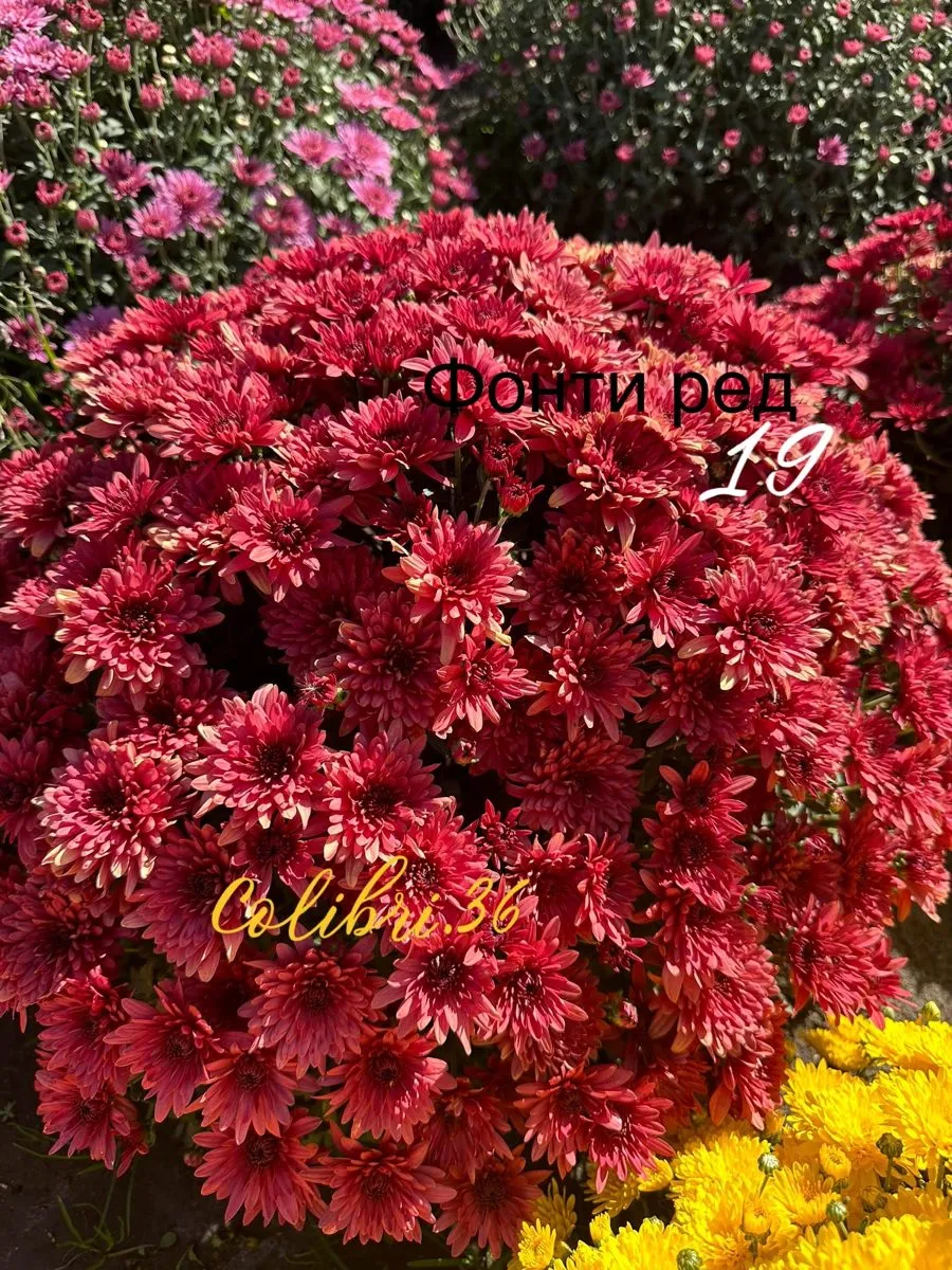 Фонти ред