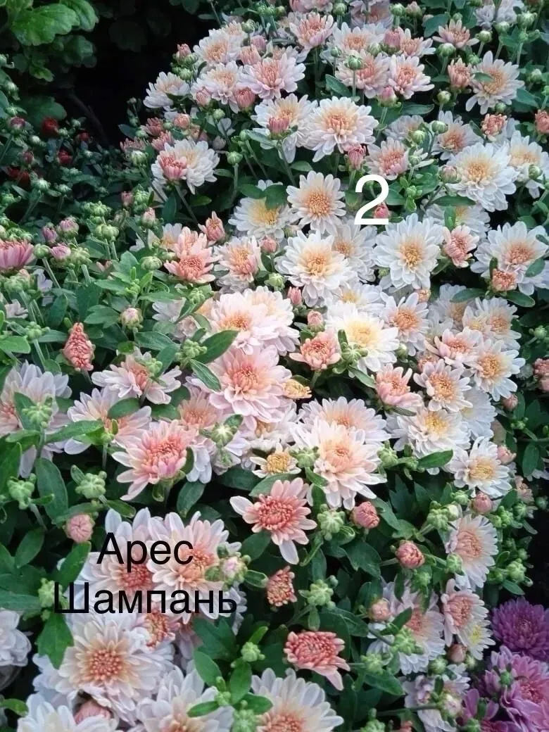 Арес шампаль