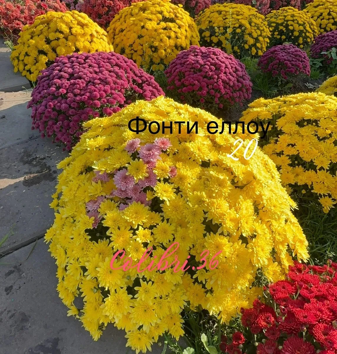 Фонти еллоу