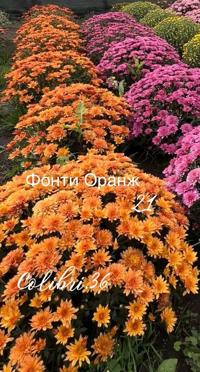 Фонти оранж
