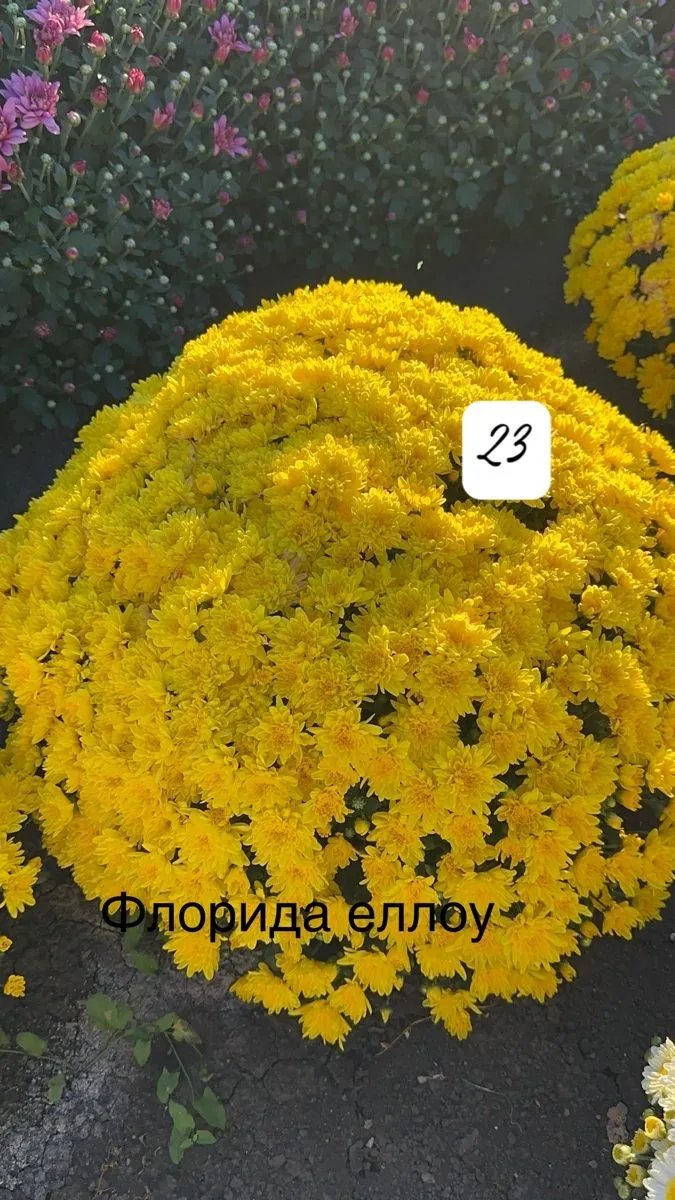 Флорида еллоу