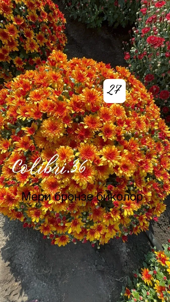 Мерибронзе биколор