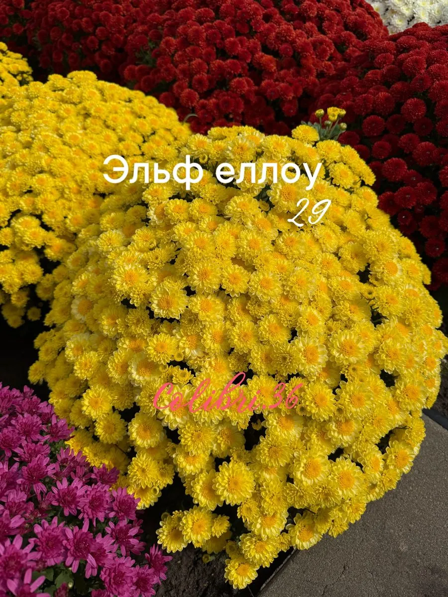 Эльф еллоу