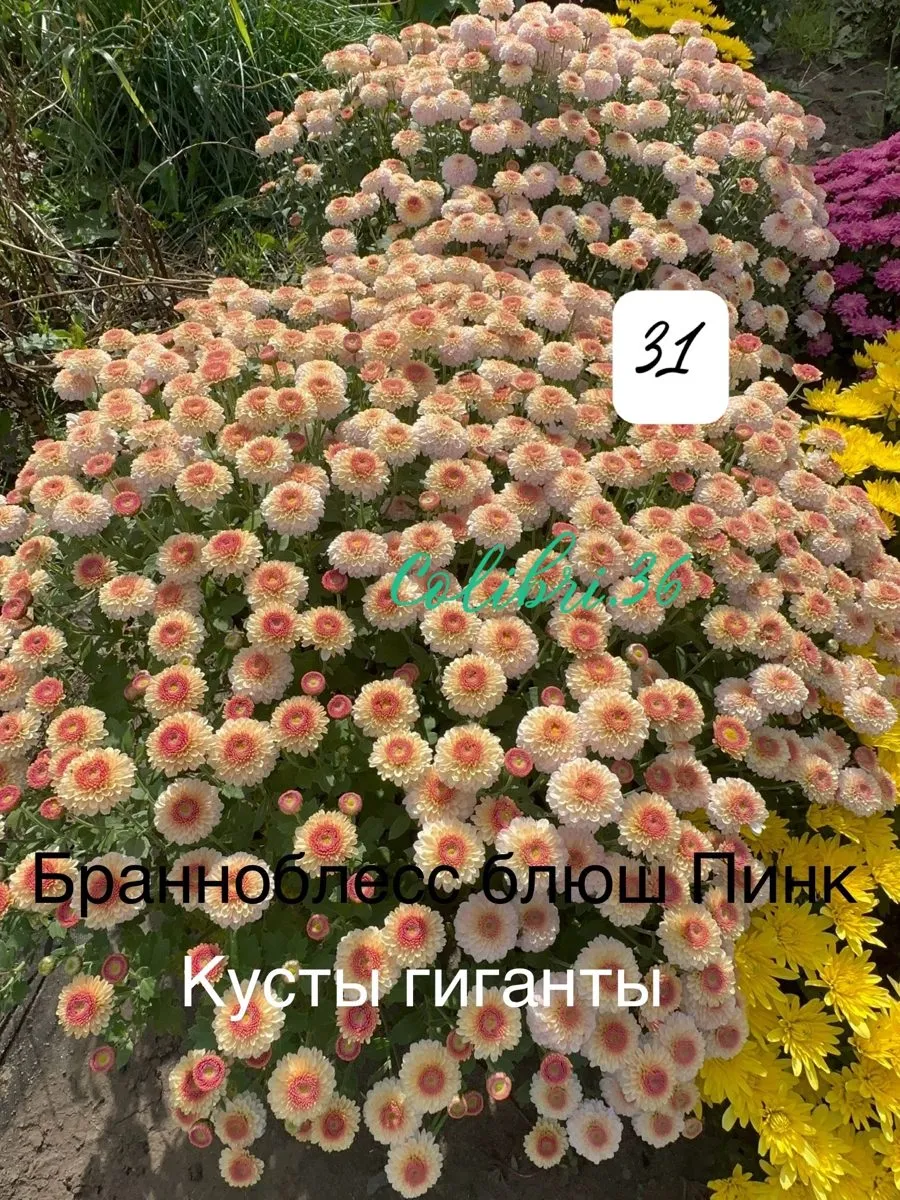 Бранноблесс блюш