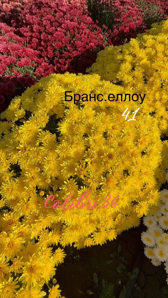 Бранс еллоу